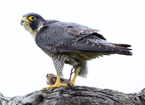 Peregrine Falcon